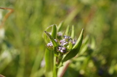 Valerianella muricata