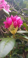 Rhododendron ponticum
