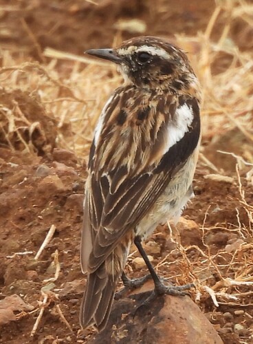 Whinchat (Saxicola rubetra), photo 4