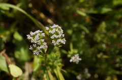 Valerianella muricata