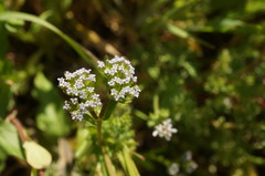 Valerianella muricata