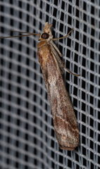 Ancylosis cinnamomella