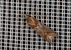 Ancylosis cinnamomella