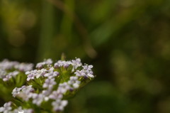 Valerianella muricata