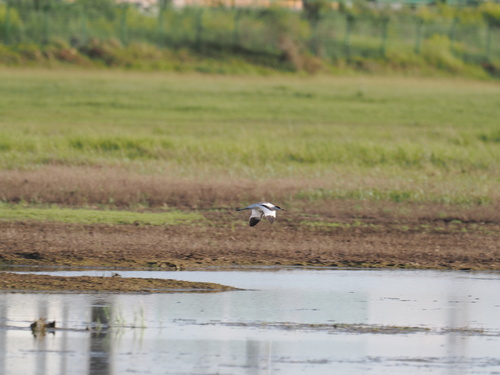 Pied Avocet