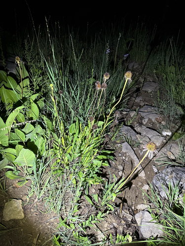Echinacea simulata