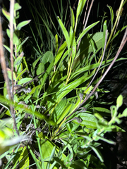 Echinacea simulata, photograph (c) Samuel Buckner, some rights reserved (CC BY)