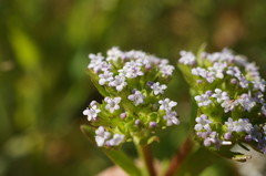 Valerianella muricata