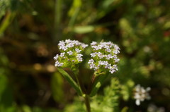 Valerianella muricata