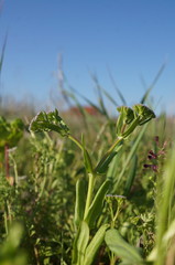 Valerianella muricata