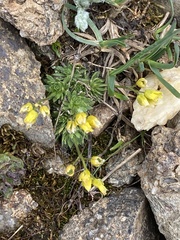 Draba aizoides, photograph (c) Antoine MARNAT, some rights reserved (CC BY)