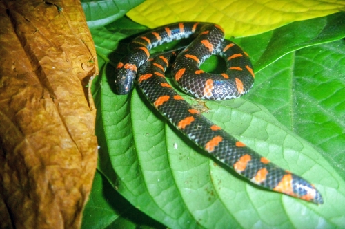 Cylindrophis ruffus observed 2026-07-16