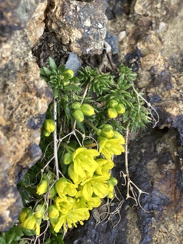 Draba aizoides, photograph 5