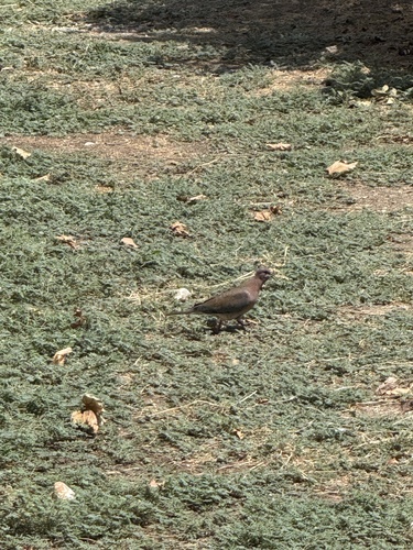 Laughing Dove