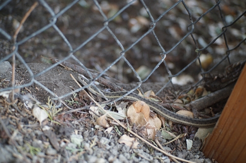 Western Terrestrial Garter Snake observed by taxisquirmy