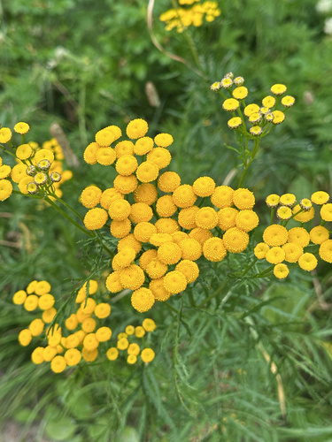 Common Tansy