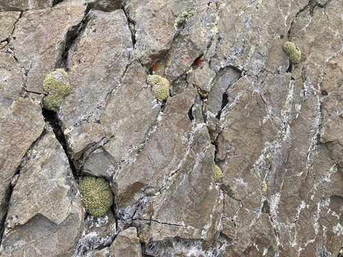 Androsace helvetica, photograph 5