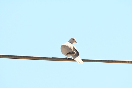 Eurasian Collared-Dove