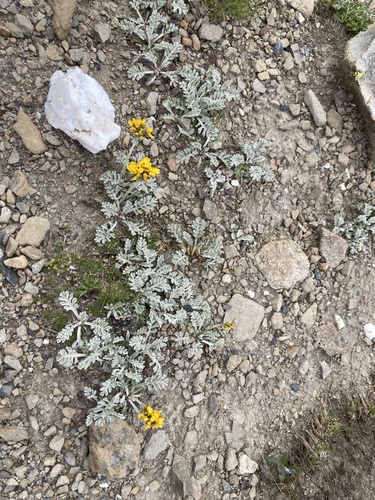 Jacobaea incana, photograph 5