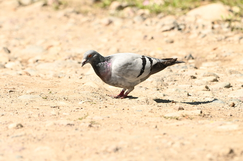 Feral Pigeon