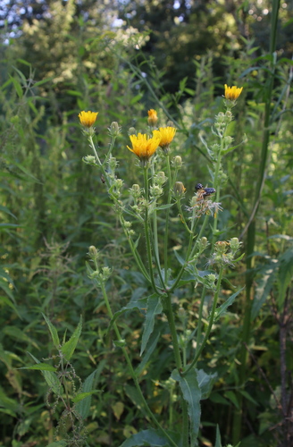 Наблюдение на iNaturalist