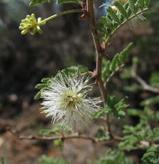 Mimosa aculeaticarpa biuncifera