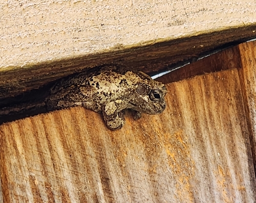 Cope's Gray Tree Frog observed by dj_oatmeal