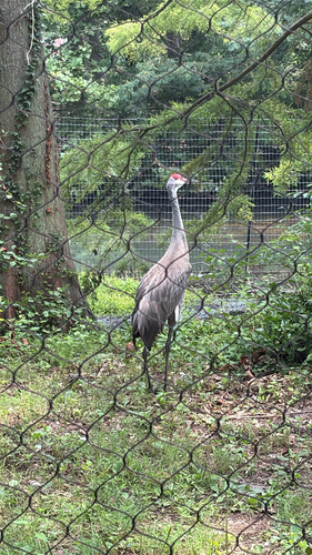 Sandhill Crane observed by cloudyskies06