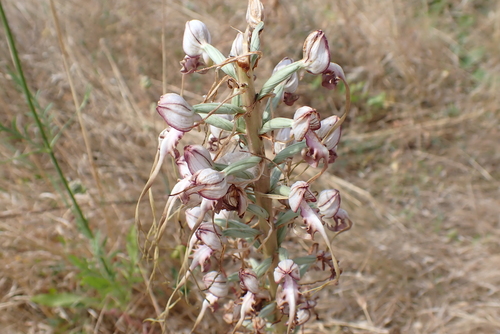 Balkan lizard orchid