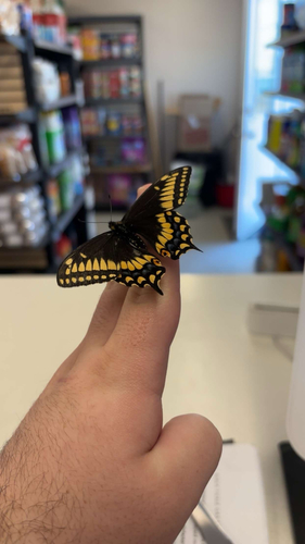 Short-tailed Swallowtail