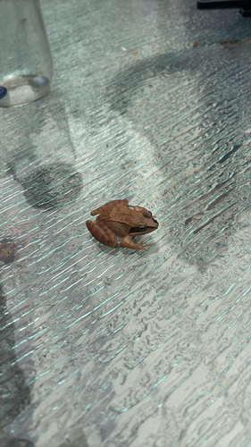 Wood Frog observed by flobis123