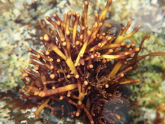 Ahnfeltiopsis linearis