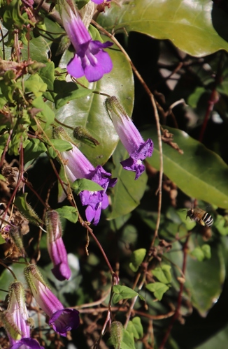 Image of Maurandya barclayana by (c) Tony Rebelo, some rights reserved (CC BY-SA)