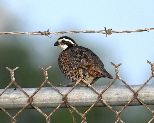 Northern Bobwhite observed by mako252