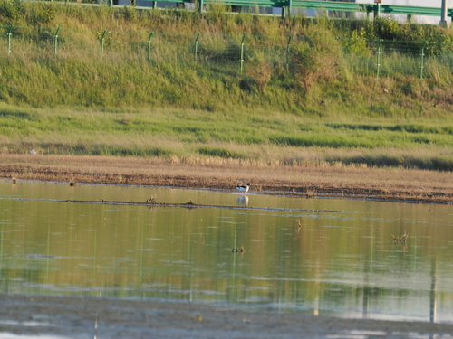 Common Shelduck