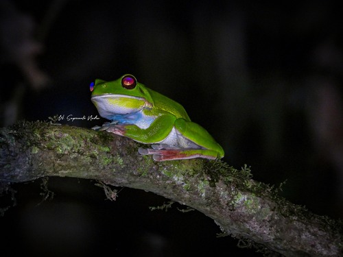 Nyctimystes infrafrenatus