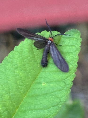 Grapeleaf Skeletonizer Moth