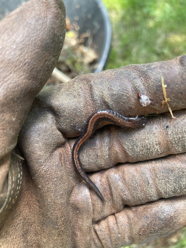 Eastern Red-backed Salamander observed by northmountaingal