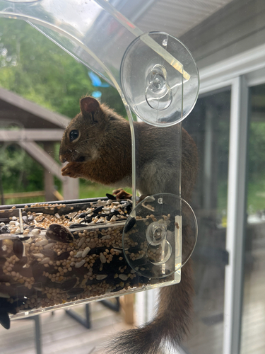 American Red Squirrel observed by kittypawss
