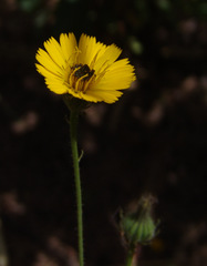 Picris amalecitana