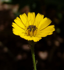 Picris amalecitana