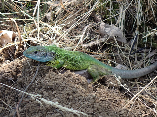Green Lizard