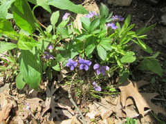 Viola subsinuata