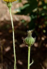 Picris amalecitana