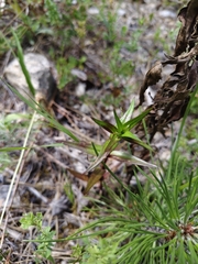 Gentianella austriaca, photograph (c) Saskia, some rights reserved (CC BY)