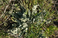 Verbascum undulatum