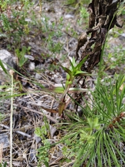 Gentianella austriaca, photograph (c) Saskia, some rights reserved (CC BY)