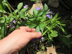Viola subsinuata