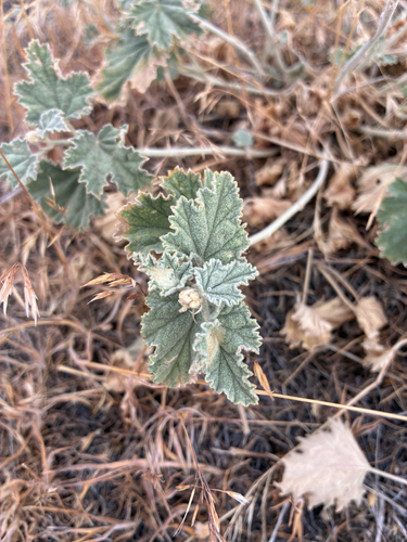 Sphaeralcea munroana, photograph 5