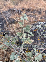 (c) Emma, some rights reserved (CC BY) Sphaeralcea munroana, photograph (c) Emma, some rights reserved (CC BY)